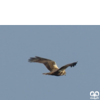 گونه سنقر تالابی Western Marsh Harrier